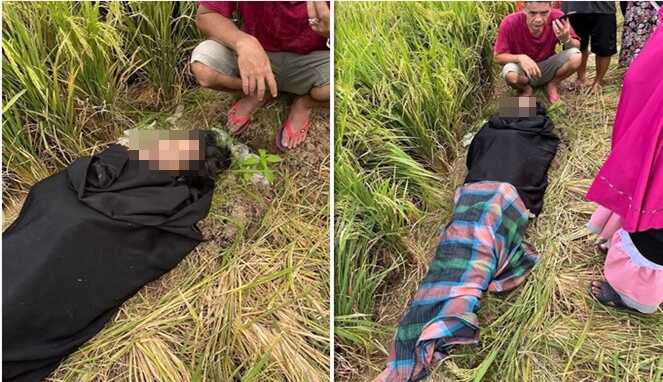 Mayat Wanita Ditemukan Terbungkus Sarung di Sawah Pinrang