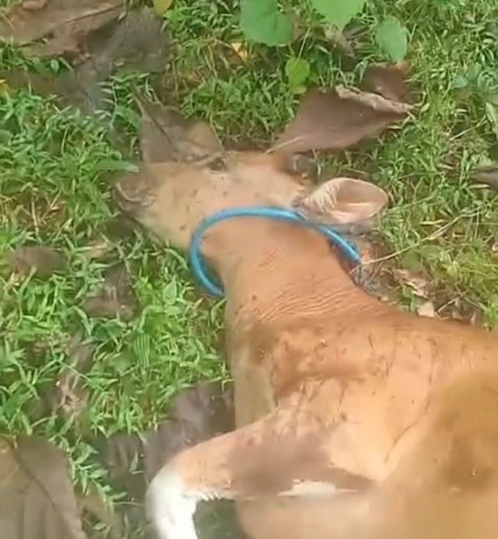 Marak Kasus Sapi Diracun di Muna Barat, Pemdes Kasakamu Gelar Rapat Bersama Warga